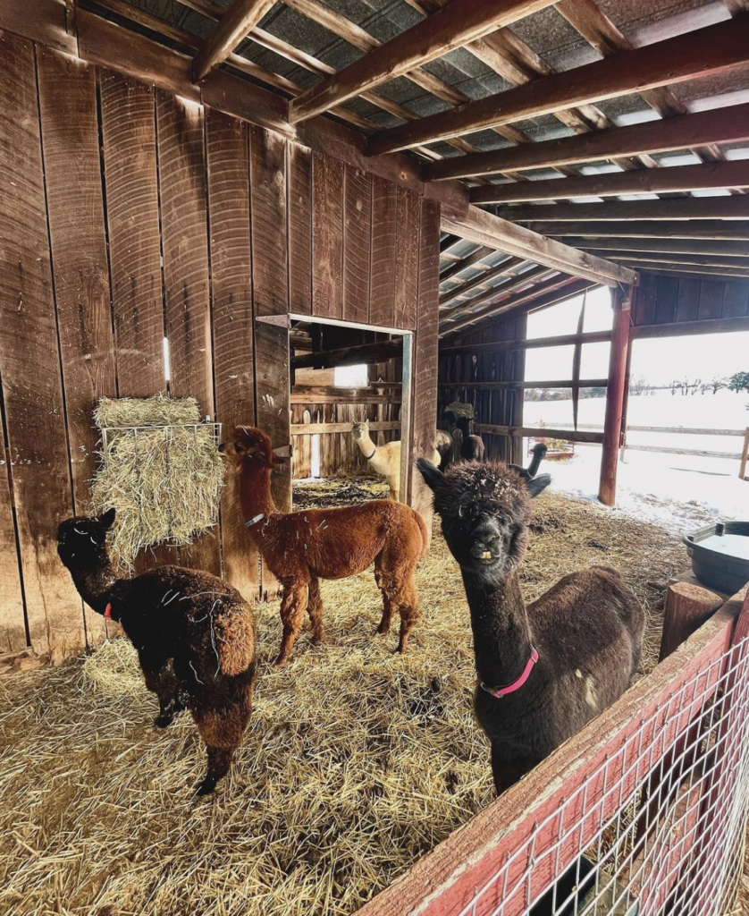 Alpacas in a barn